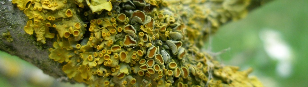 Мох, лишайники і пліснява гинуть відразу від цих засобів. Безпечно для людини та саду