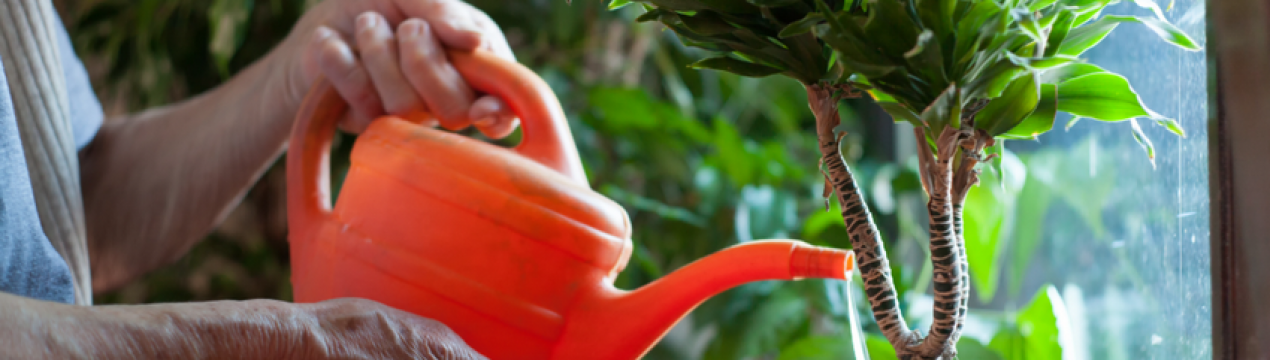 Після цього підживлення оживають навіть хиляві рослини