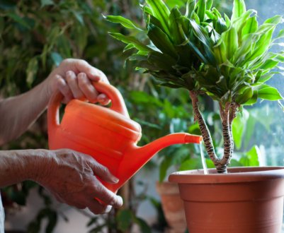 Після цього підживлення оживають навіть хиляві рослини