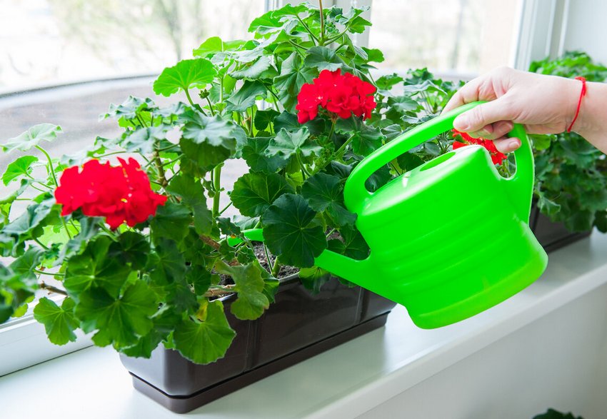 Підживлення домашніх рослин Підживлення домашніх рослин