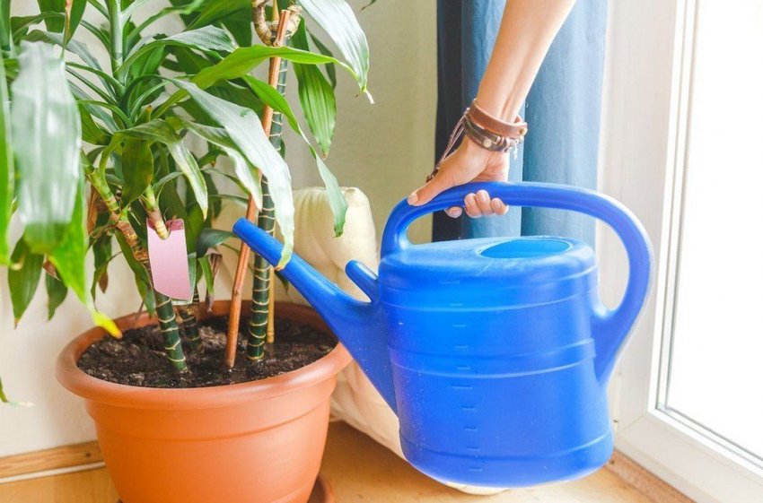 Підживлення кімнатних рослин Підживлення кімнатних рослин