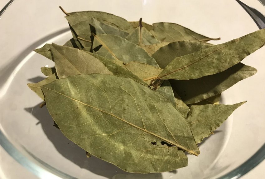 Лавровий лист Лавровий лист