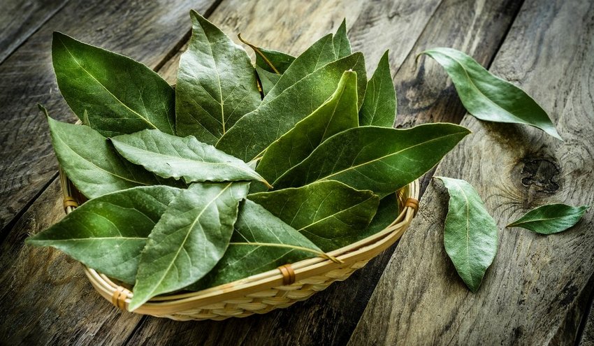 Лавровий лист Лавровий лист