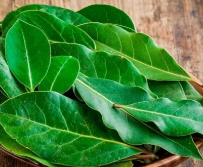 Додайте це при посадці в горщик! Розсада виросте потужна без підживлення