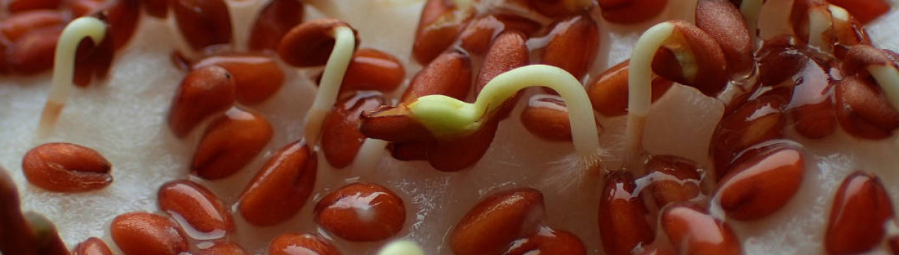 Насіння проростає за кілька годин! Потужні натуральні стимулятори росту