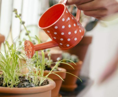 Засіб-рятівник від шкідників домашніх рослин