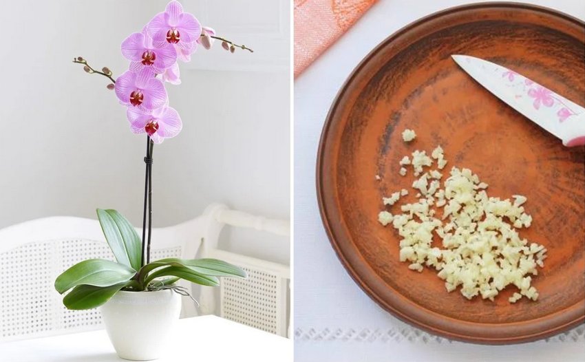 Часникова вода для кімнатних квітів Часникова вода для кімнатних квітів