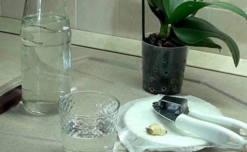 Часникова вода для кімнатних квітів Часникова вода для кімнатних квітів