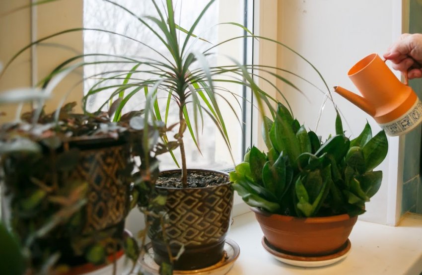 Полив домашніх рослин