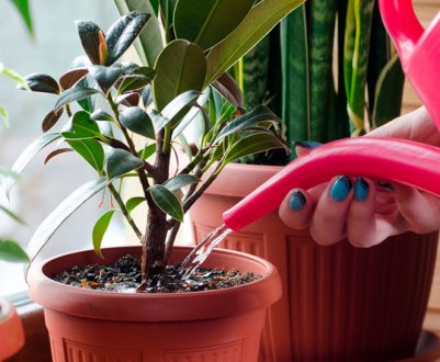 Домашні квіти від такого поливу оживають прямо на очах