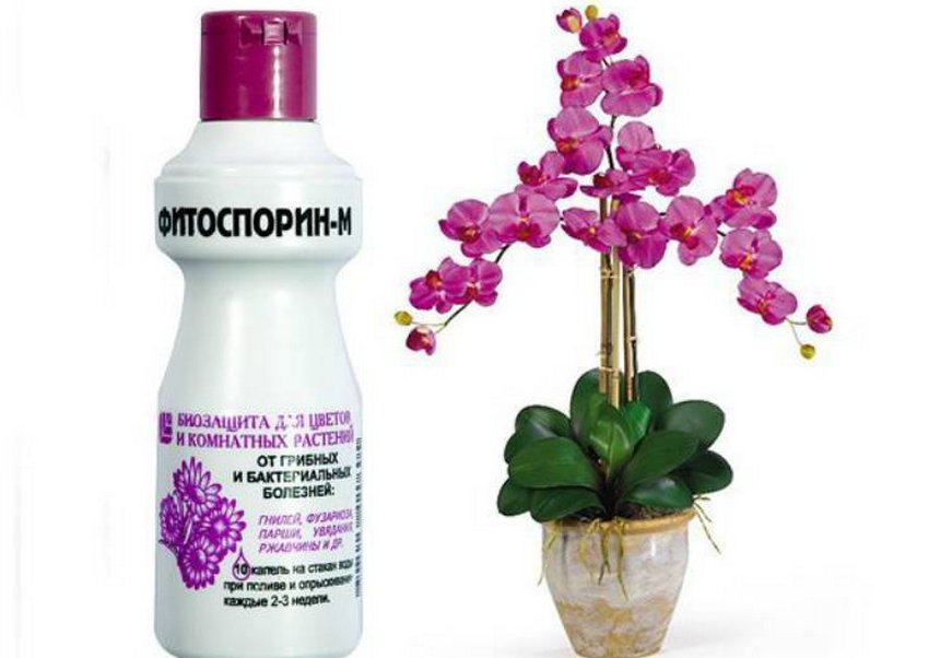 Фітоспорин для кімнатних квітів