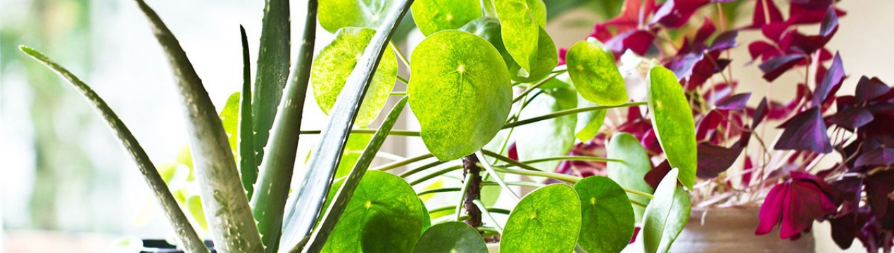 В воду для поливу додаю такий порошок. Розцвітає все