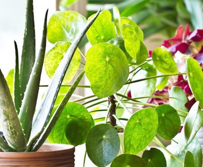 В воду для поливу додаю такий порошок. Розцвітає все