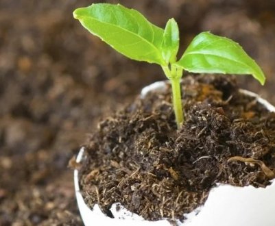 Навіть палиця пустить коріння! Освітлювальник коренів, який є у кожного