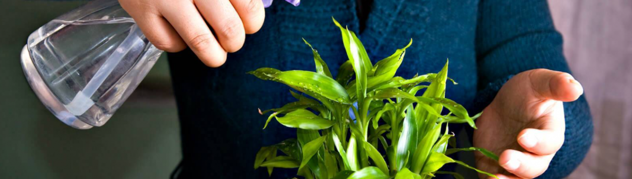 4 важливих правила з догляду за кімнатними рослинами в грудні