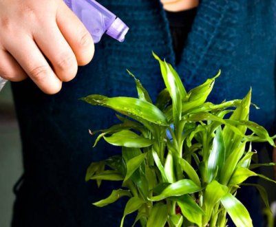 4 важливих правила з догляду за кімнатними рослинами в грудні