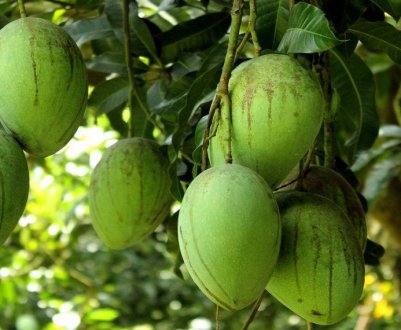 Фермер виростив унікальний сорт манго