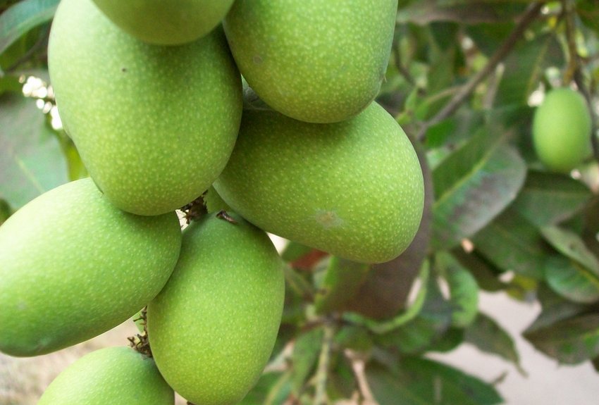 Унікальні сорти манго