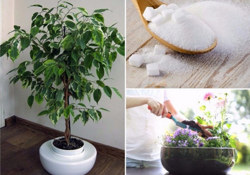 Цукрове добриво для кімнатних квітів Цукрове добриво для кімнатних квітів