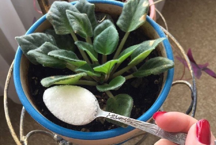 Цукор для кімнатних рослин Цукор для кімнатних рослин