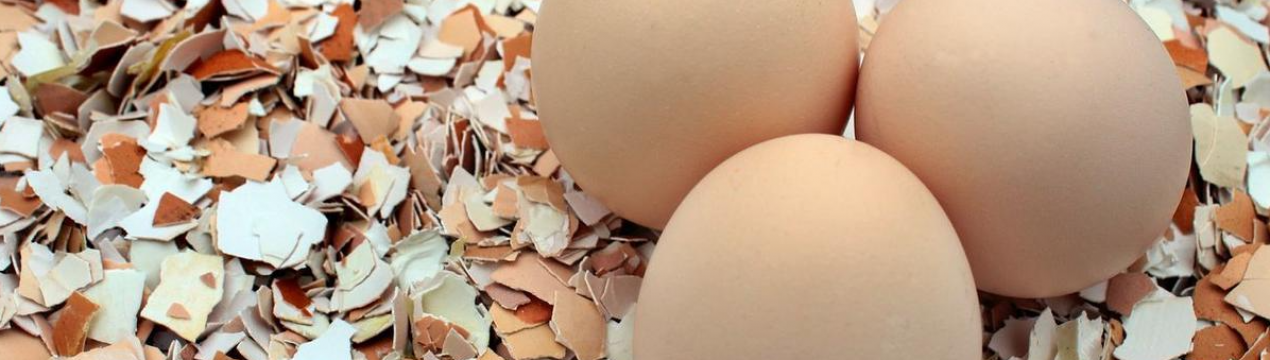 Цей натуральний засіб використовують неправильно. Як удобрювати грядки яєчною шкаралупою, щоб отримати користь?