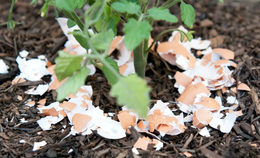 Добриво грядок яєчною шкаралупою Добриво грядок яєчною шкаралупою