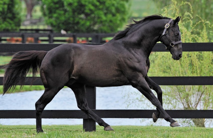 Англійський кінь
