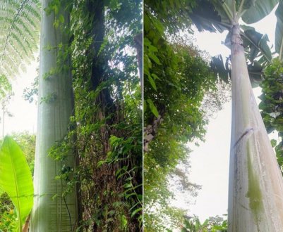 Фермери з Океанії вирощують трьохкілограмові банани