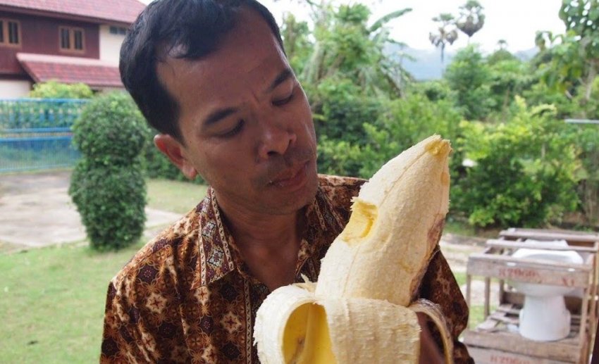 Гігантські банани Musa Ingens Гігантські банани Musa Ingens