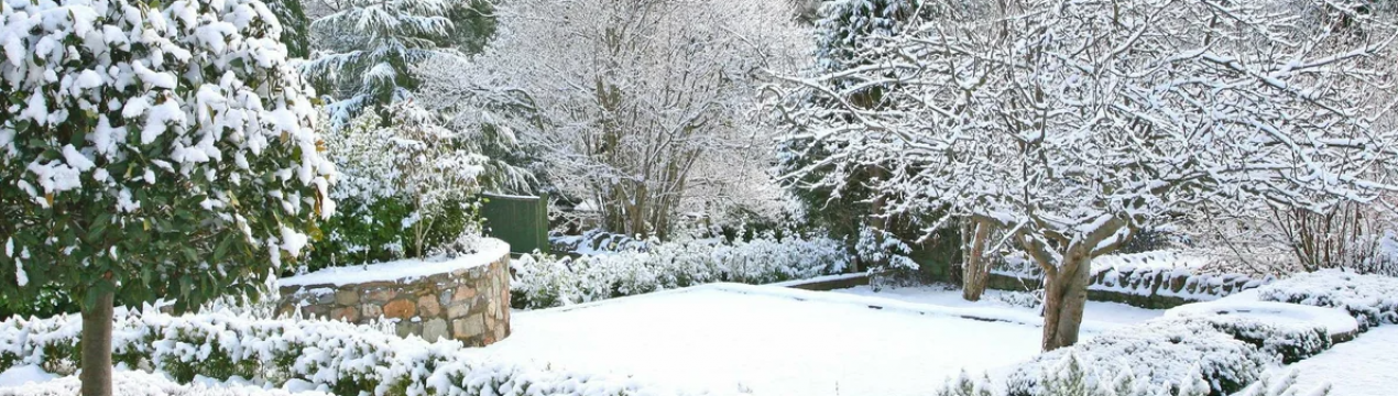 5 важних справ, які потрібно зробити в саду та городі в грудні