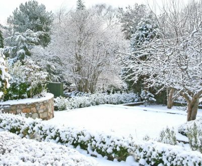 5 важних справ, які потрібно зробити в саду та городі в грудні