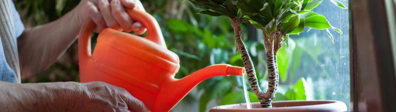 Достаю з аптечки і підгодовую всі квіти в кімнаті