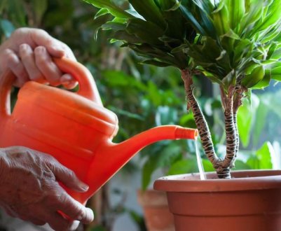 Достаю з аптечки і підгодовую всі квіти в кімнаті