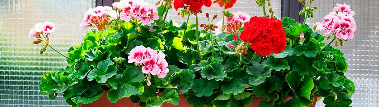 Герань в грудні. Що заборонено робити?