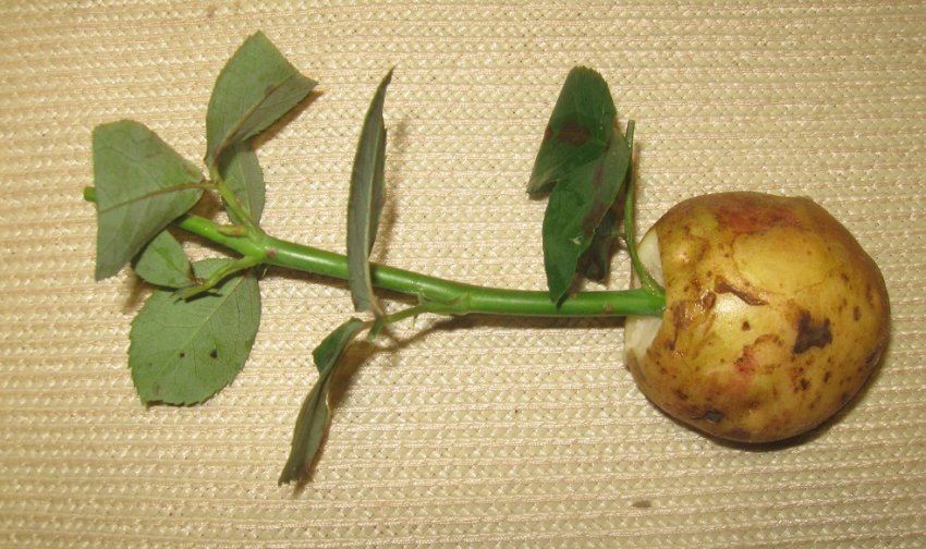 Корнеутворювач з картопляних бульб