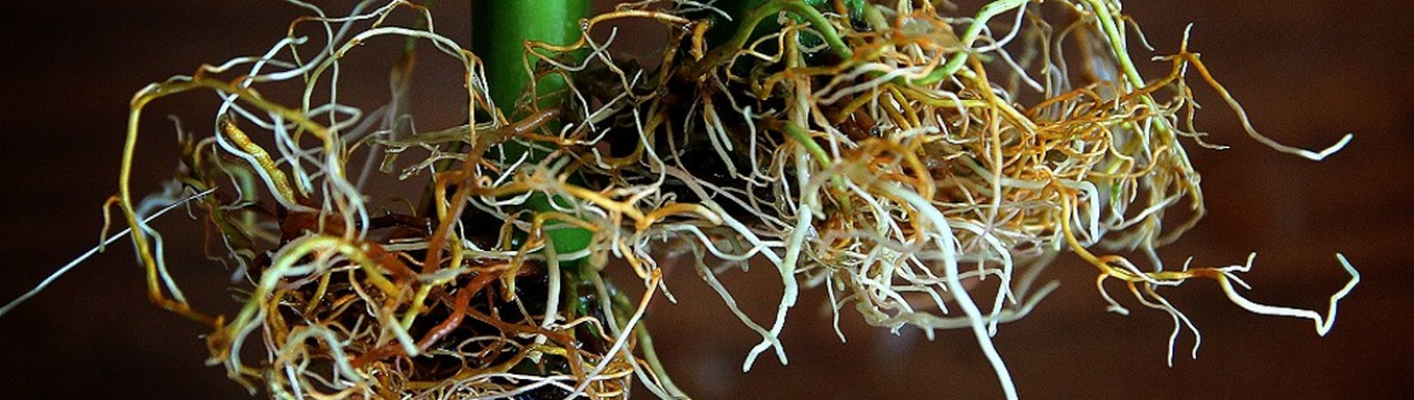 Копійчаний засіб для супер кореня