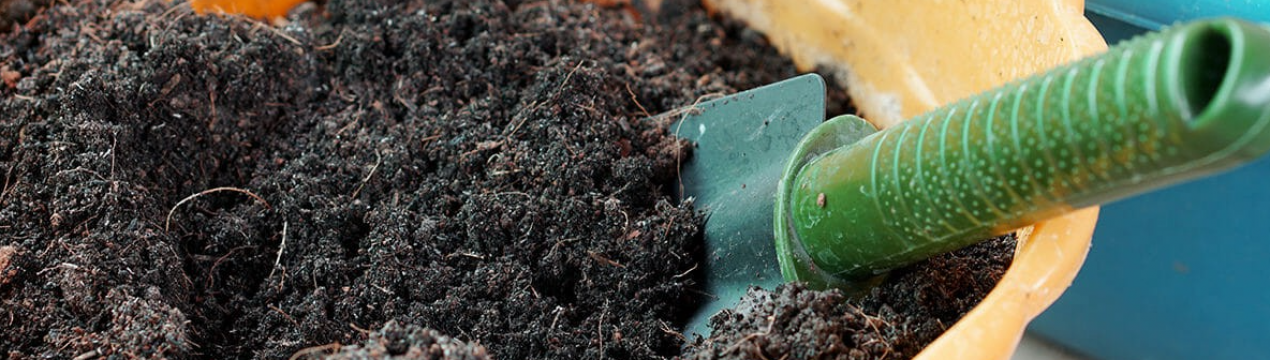 Ґрунт, у якому розсада не захворіє