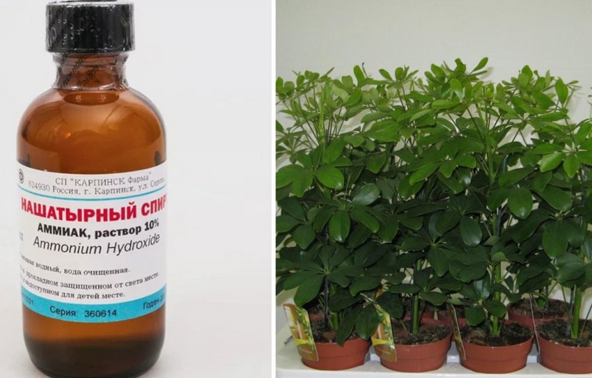 Користь нашатиря для рослин Користь нашатиря для рослин