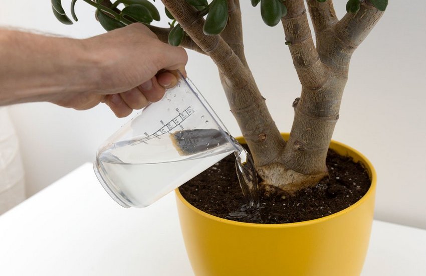 Використання нашатиру для кімнатних рослин Використання нашатиру для кімнатних рослин