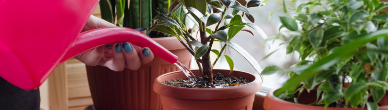 Просте добриво, яке замінить дорогі куповані! Кімнатним рослинам дуже подобається