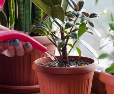 Просте добриво, яке замінить дорогі куповані! Кімнатним рослинам дуже подобається