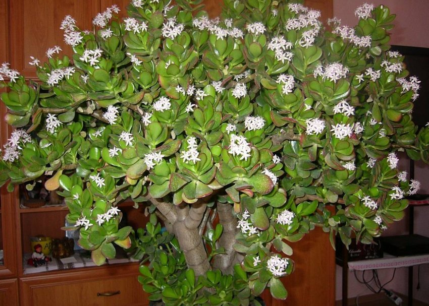 Цвітіння грошового дерева