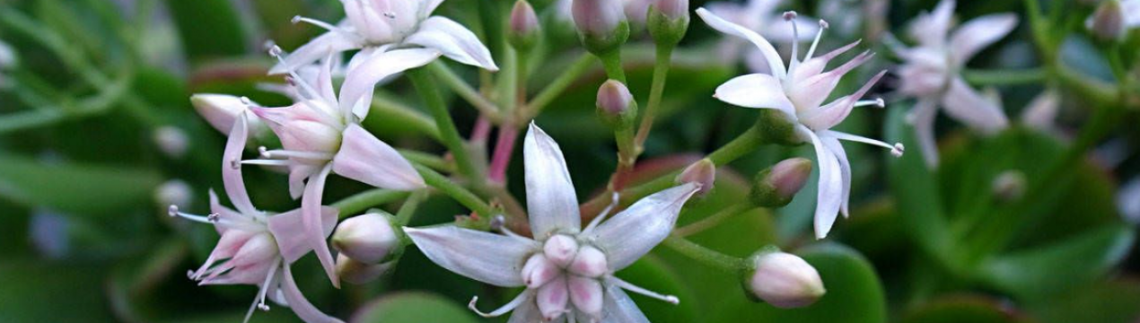 Це працює! Сусідка розповіла, як змусити цвісти грошове дерево