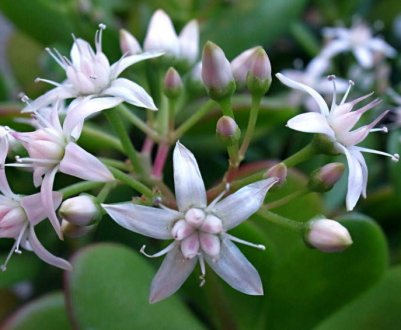 Це працює! Сусідка розповіла, як змусити цвісти грошове дерево