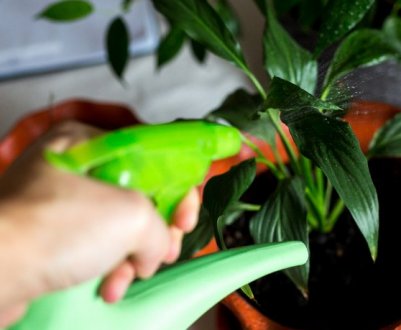 Поливайте цим кімнатні рослини зимою, щоб листя були ізумрудно-зеленими, а квіти пишними