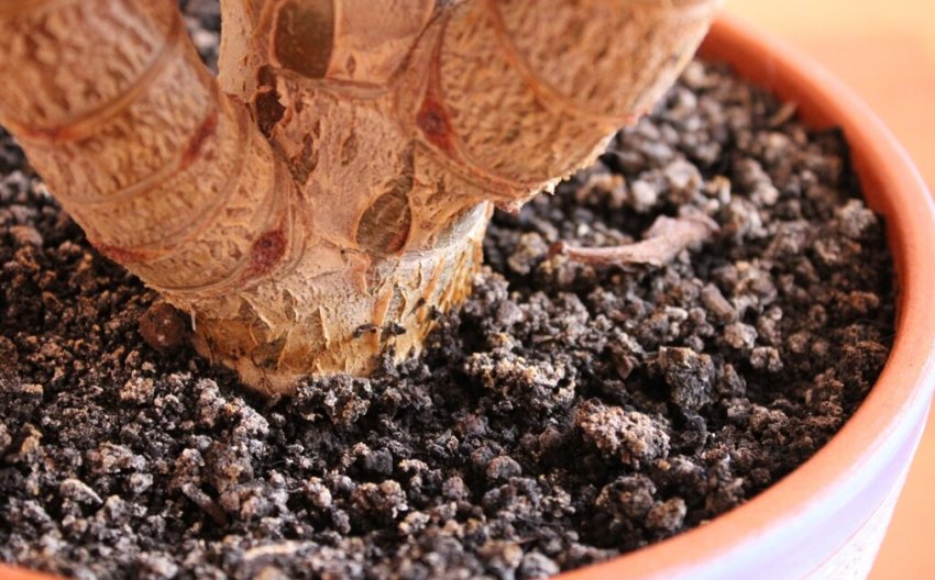 Плісень у грунті в горщиках