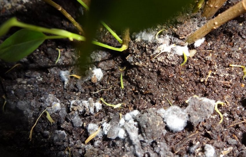 Плісень у кімнатних квітах