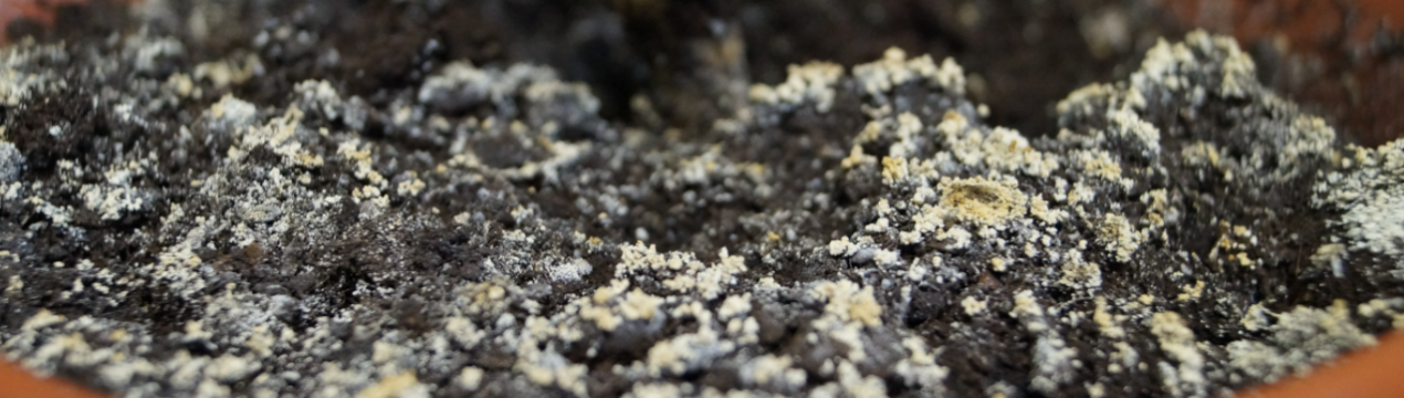 Пліснява з ґрунту в горщиках з квітами повністю зникає після цих заходів