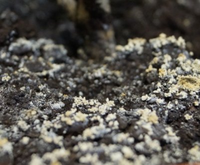 Пліснява з ґрунту в горщиках з квітами повністю зникає після цих заходів