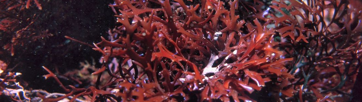 Морський мох стане суперїжею 2022 року